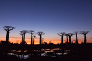 1 - Allée des baobabs